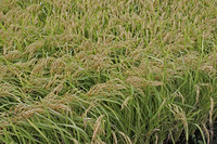 Rice Harvest In Japan